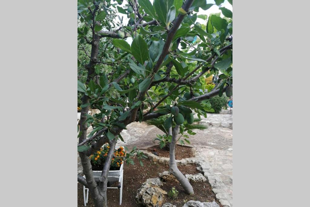 Villa Arenella เวียสเต ภายนอก รูปภาพ